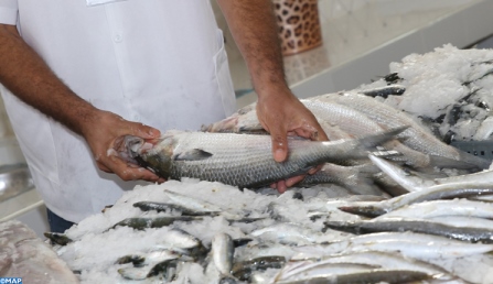 Sidi Ifni: Débarquement de 42.000 T de poissons d’une valeur de 200 MDH